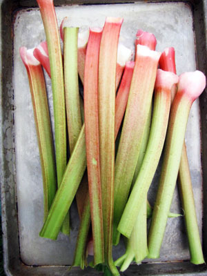 rhubarb