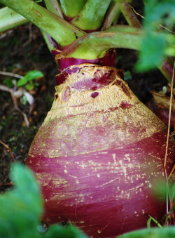 rutabaga.jpg