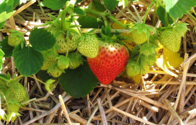 straw-patch