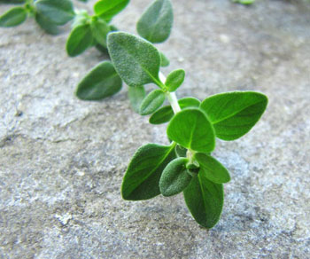 thyme.jpg