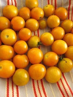 tomatoesyellow
