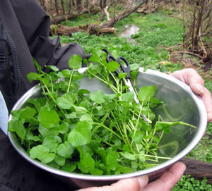 watercress1.jpg
