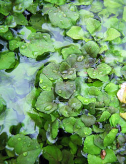 watercress2.jpg