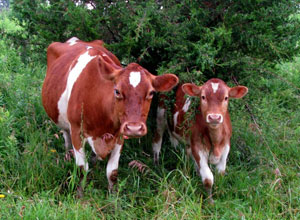 cows.jpg