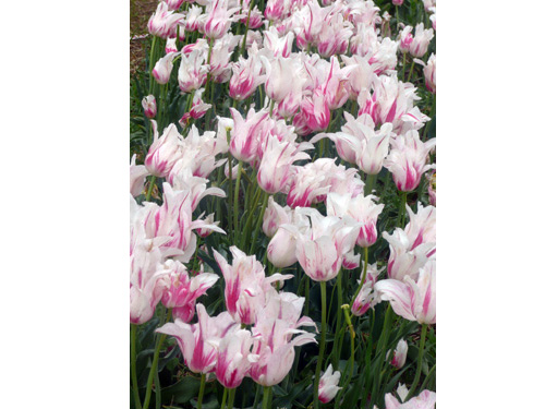 Tulips03
