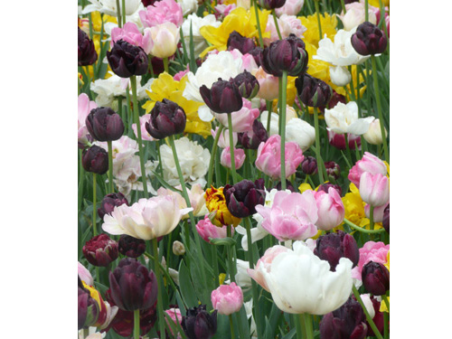Tulips04