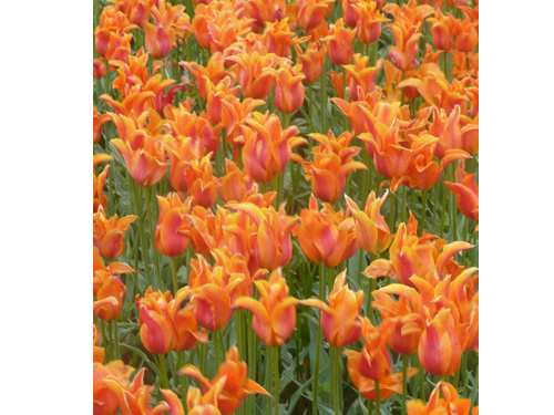 Tulips05