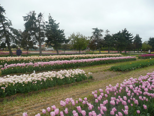 Tulips06