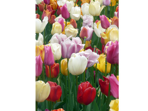 Tulips07