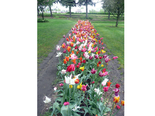 Tulips08
