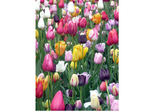 Tulips10