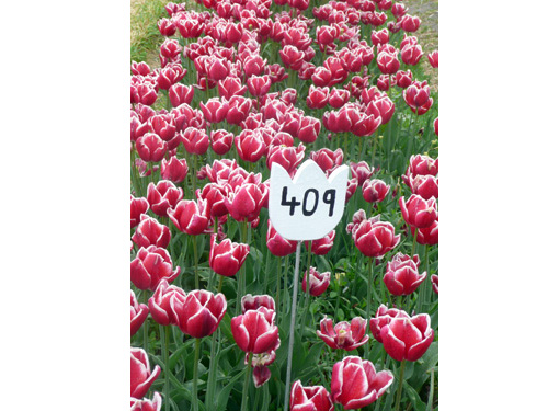 Tulips11