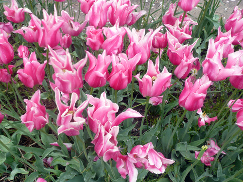 Tulips12