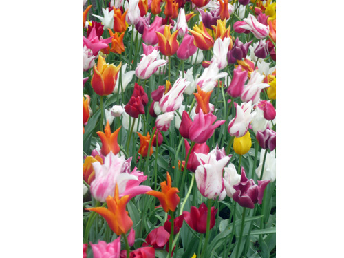 Tulips13
