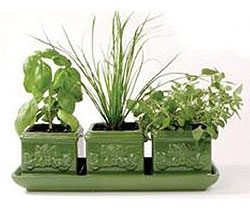 freshherbs