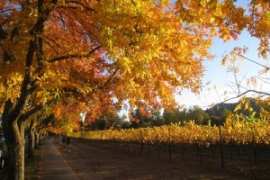 Gott's Roadside - St. Helena, CA