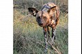 Africa03