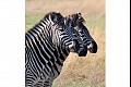 Africa06