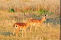 Africa12
