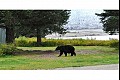 Alaska11
