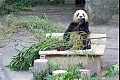 China006