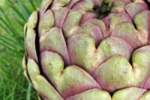Fun with Artichokes
