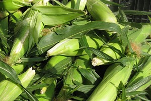 Grilled Corn Has a Second Act as a Salad