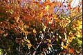 Fallcolor02