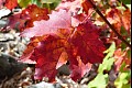Fallcolor04