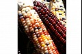 Fallcolor05