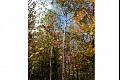 Fallcolor07