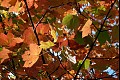 Fallcolor12