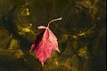 Fallcolor15