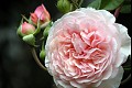Flower10