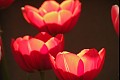 Flower2