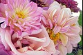Flower24