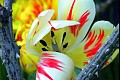 Flower5