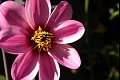 Flower9