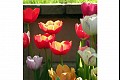 Flowers19