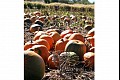 Harvest d