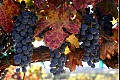 Harvest i