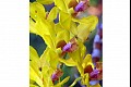 Hawaii c