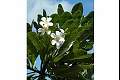 Hawaii f
