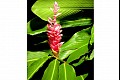 Hawaii h