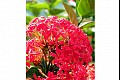 Hawaii l