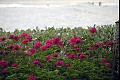 Kauai12