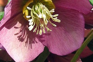 Lenten Roses