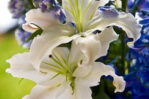Consider the Lilies