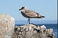 Monterey 9