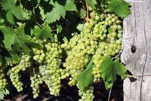 More Moscato d'Asti